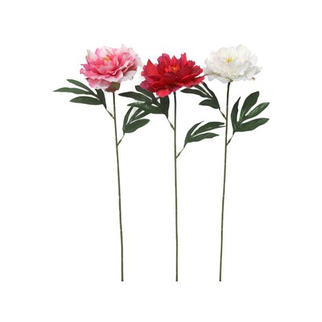 シングルピオニー　Ｌの商品画像