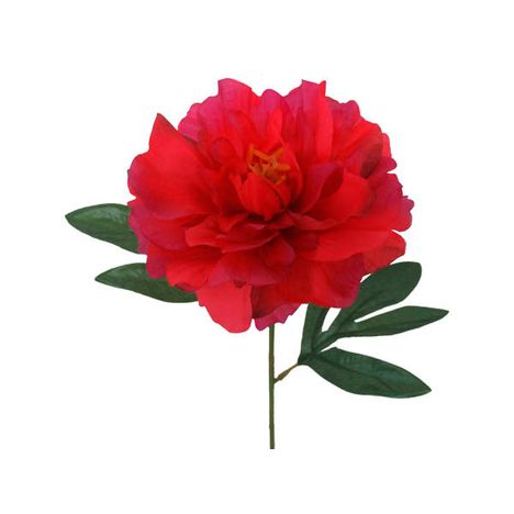 シングルピオニー　Ｌの2番目の写真