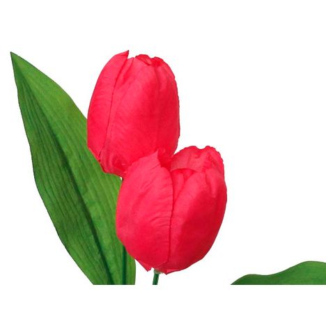 チューリップスプレー　Ｌの2番目の写真