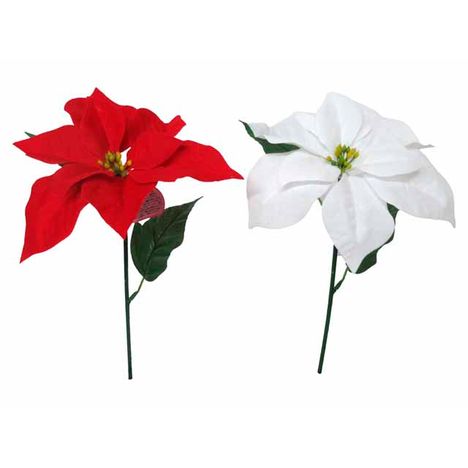 シングルポインセチア　Ｓの画像