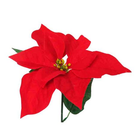 シングルポインセチア　Ｓの2番目の写真