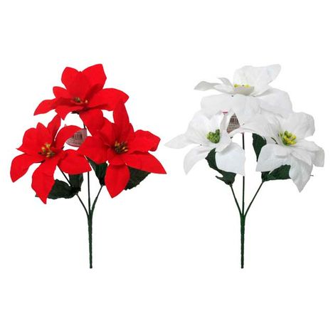 ベルベットポインセチアブッシュ　Ｓの画像