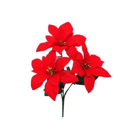 ベルベットポインセチアブッシュ　Ｓの2番目の写真