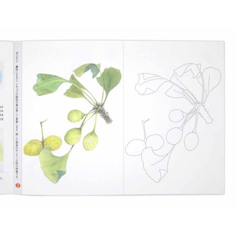 大人のぬりえ楽しく塗る花と実の3番目の写真