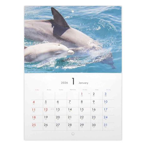 ２６見開き中綴じカレンダーＡ３海の生き物の3番目の写真