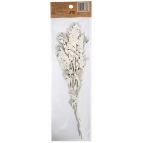 ドライフラワー　ダスティミラーの2番目の写真