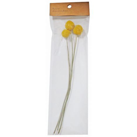 ドライフラワー　クラスペディアの商品画像