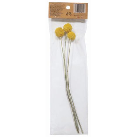 ドライフラワー　クラスペディアの2番目の写真