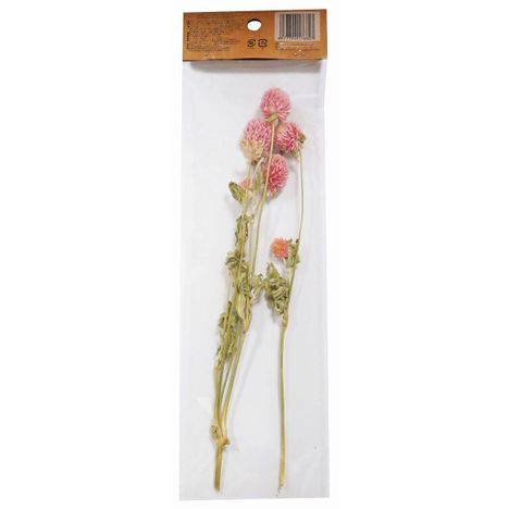 ドライフラワー　センニチコウの2番目の写真